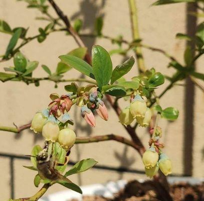 蓝莓什么时候开花结果？如何判断最佳采摘时间？
