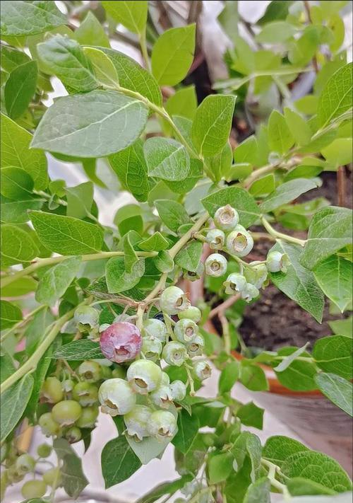 蓝莓什么时候开花结果?如何判断最佳采摘时间? 蓝莓什么时候开花结果?如何判断最佳采摘时间?