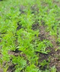 红萝卜出苗需要几天？种植技巧有哪些？