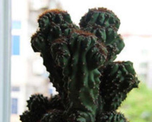仙人掌能耐受的最低温度是多少？如何在冬季保护仙人掌？