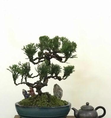 柏树盆景上盆最佳时间是什么时候?如何正确养护? 柏树盆景上盆最佳时间是什么时候?如何正确养护?