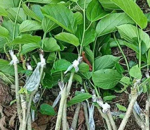 桑葚的籽可以种吗？如何正确种植桑葚籽？