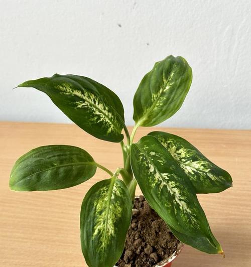 万年青施什么肥最好？如何根据季节调整施肥方法？