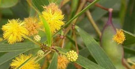 相思树是什么树长的什么样子？相思树的特征有哪些？