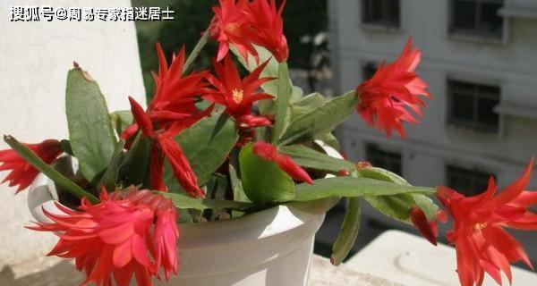 属鸡的人养什么花最合适?花卉选择有哪些讲究? 属鸡的人养什么花最合适?花卉选择有哪些讲究?