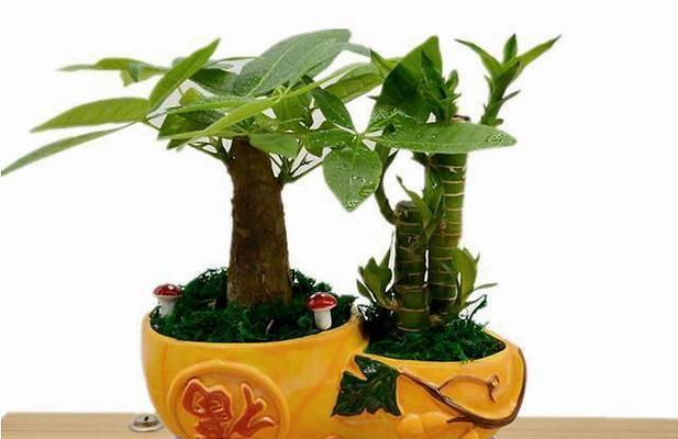 属鸡的人养什么花最合适？花卉选择有哪些讲究？