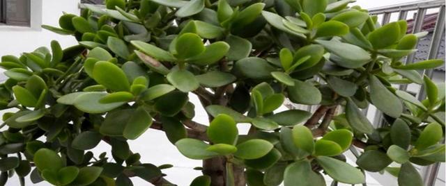 玉树冬天能移栽吗？最适合移栽的时间是什么时候？