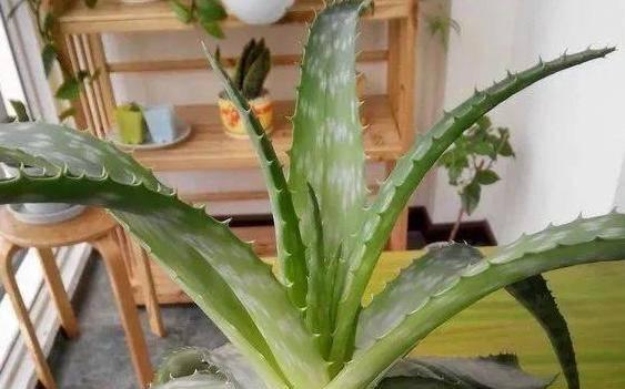 芦荟爆侧芽怎么处理？掌握正确方法促进生长！