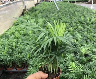 袖珍椰子一年能长多高？最高能长到多少？