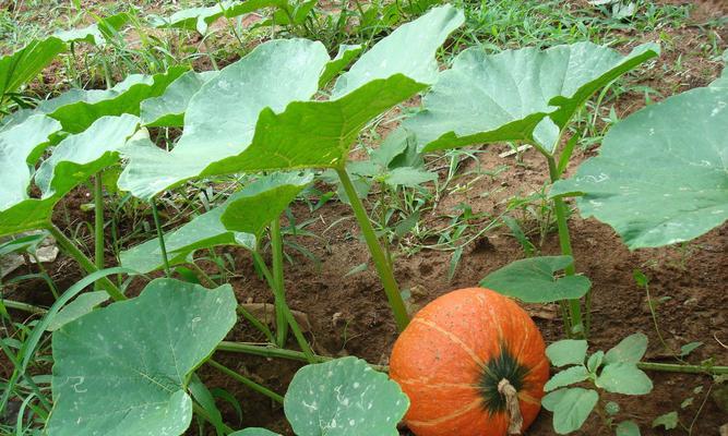 南瓜开花结果需要多长时间？常见问题解答