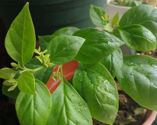 三角梅能结种子吗？如何正确收集和种植三角梅种子？