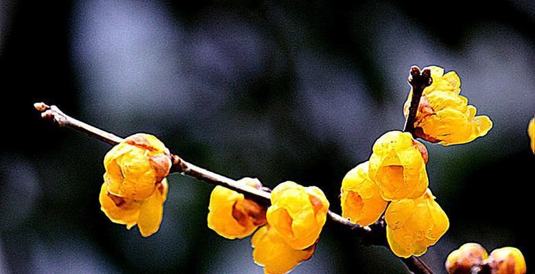 广州冬天适合养什么花？有哪些推荐的耐寒植物？