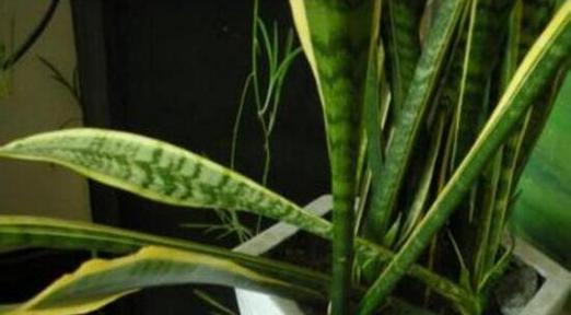 虎皮兰叶子发软下垂怎么办？如何补救？