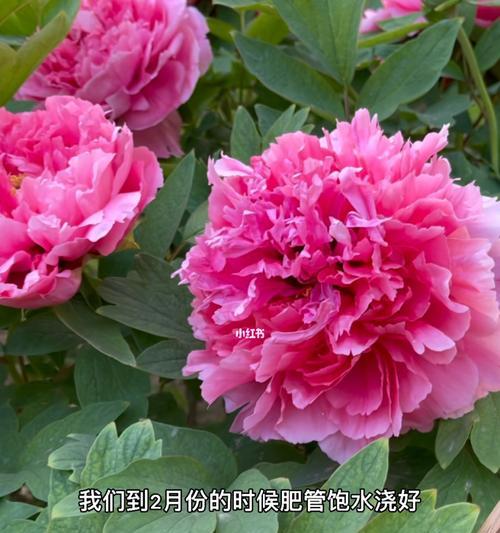 牡丹花浇什么水好？如何正确浇水促进其生长？
