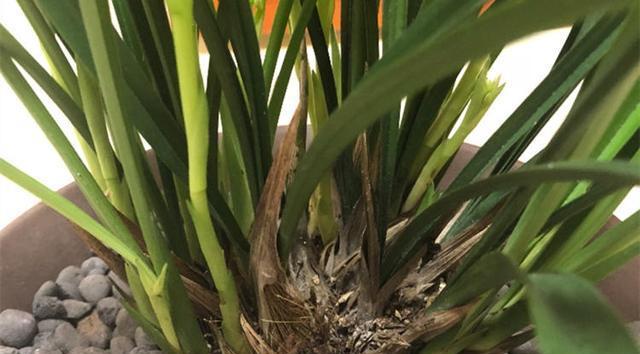 球兰花不开花的原因是什么？如何解决？