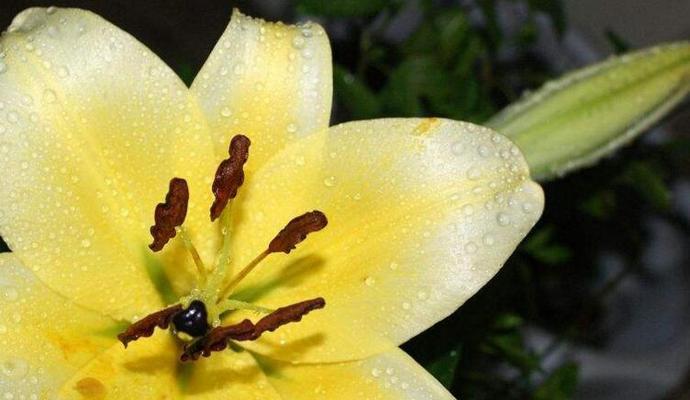什么花的花语代表灿烂？如何用花语表达灿烂的情感？