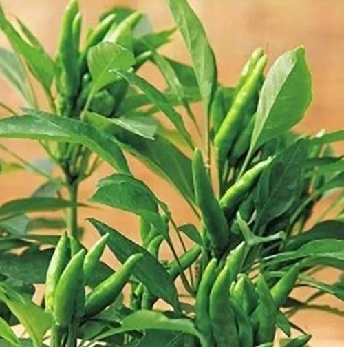 辣椒是果实吗？揭秘辣椒的植物学分类！！