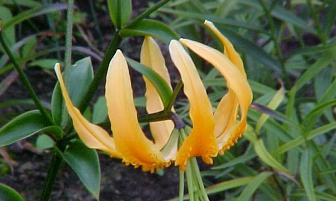百合花是草本还是木本植物？如何区分？
