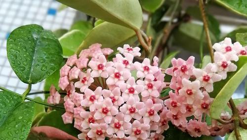 球兰好养吗？养殖方法和养护要点是什么？