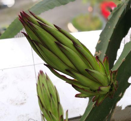 火龙果是怎么生长的？种植火龙果的常见问题有哪些？