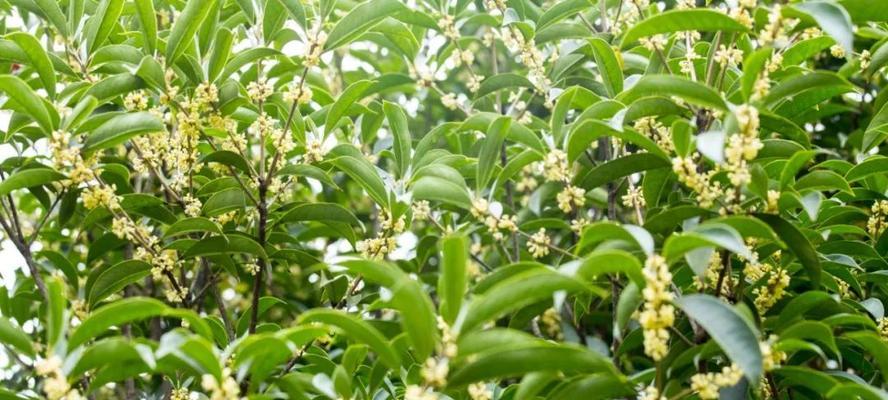 桂花能直接吃吗？食用桂花的安全性和正确方法是什么？