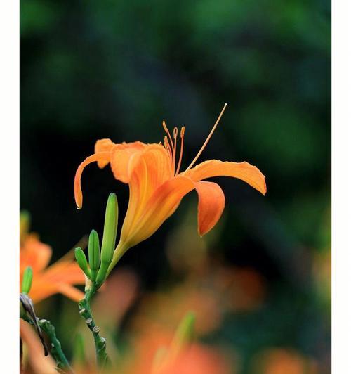 以萱草花语和寓意探讨人生哲理（探寻花海中的智慧之光）