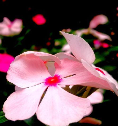 长春花花语(长春花花语的意义及其传递的秋天之美) 长春花花语(长春花花语的意义及其传递的秋天之美)
