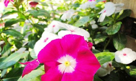 长春花花语(长春花花语的意义及其传递的秋天之美) 长春花花语(长春花花语的意义及其传递的秋天之美)