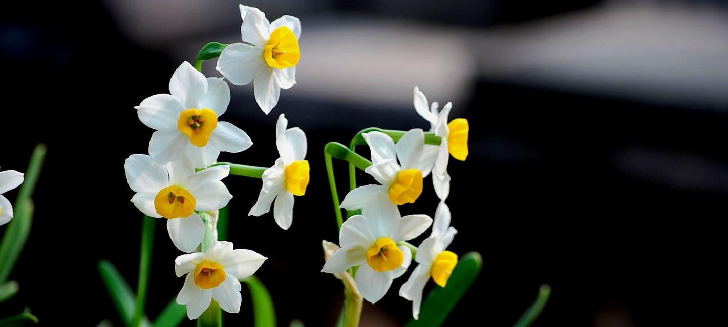 水仙花(探索水仙花特点与象征意义的奥秘) 水仙花(探索水仙花特点与象征意义的奥秘)