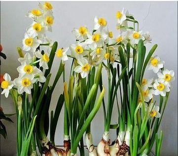 水仙花(探索水仙花特点与象征意义的奥秘) 水仙花(探索水仙花特点与象征意义的奥秘)
