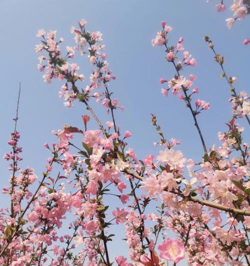 垂丝海棠（一朵花）