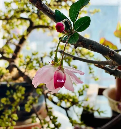 垂丝海棠（一朵花）
