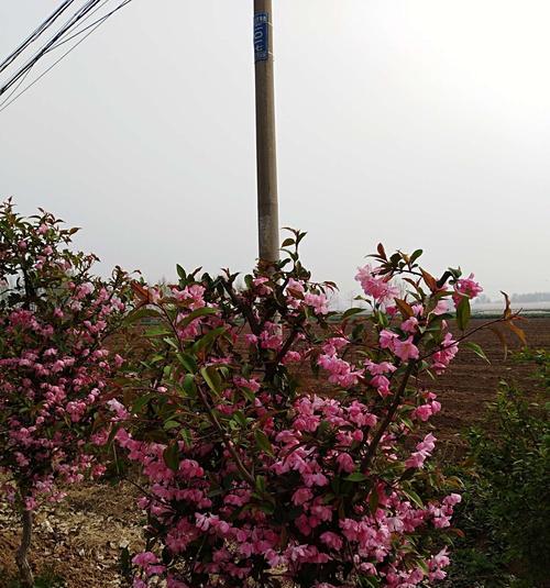 垂丝海棠（一朵花）