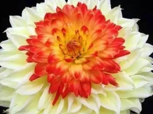 大丽花的花语意义——生命与希望（以大丽花为寓言）