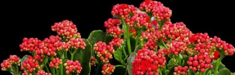 长寿花花语（揭示长寿花的花语和健康福祉）