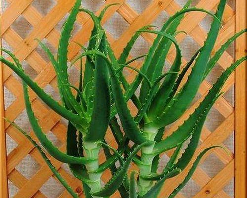 室内菊花的种植与养护