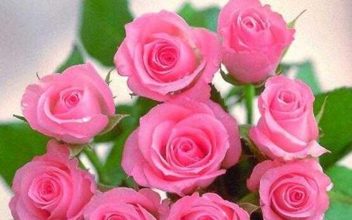 玫瑰花语解读（探秘玫瑰花语）