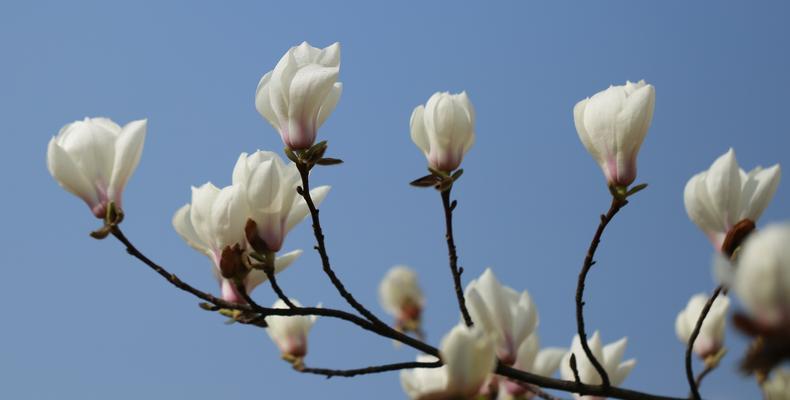 红玉兰花语（唤醒心灵的红玉兰）