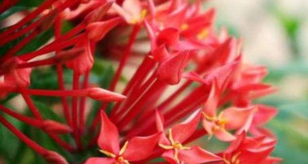 鹤顶红花的养殖方法（打造繁花似锦的鹤顶红花）