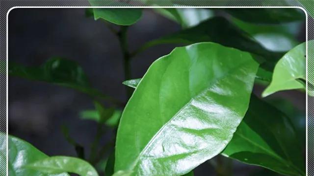 香樟生长速度之快慢探究（一年能长多少）