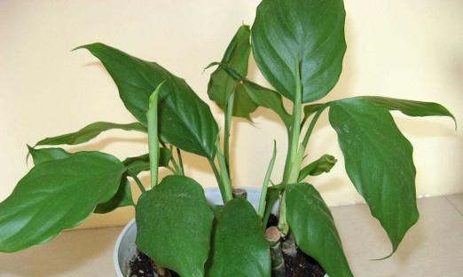家养喜酸植物一览（探索喜酸植物世界）