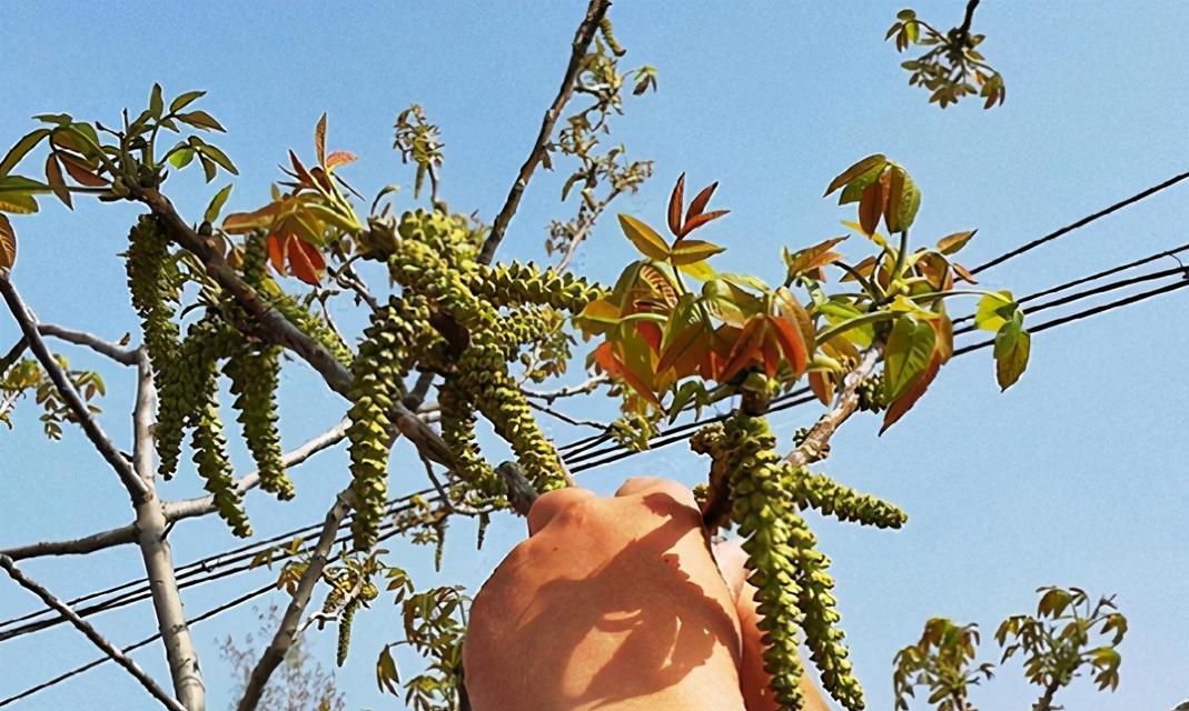 柳芽采摘与收获季节详解（了解柳芽的生长规律）