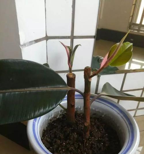 多菌灵是否适合浇水果树（探究多菌灵对柑橘树生长的影响）