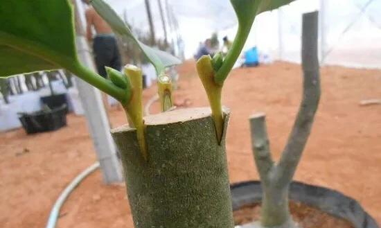 黄皮树嫁接方法详解（掌握黄皮树嫁接技巧）