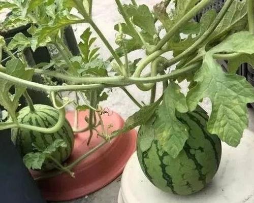 西瓜也能种在花盆里（探究西瓜种植在花盆的可行性及注意事项）