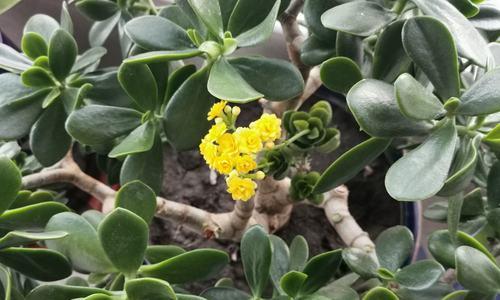 玉树的开花时间及周期（探秘玉树的花期和生长习性）