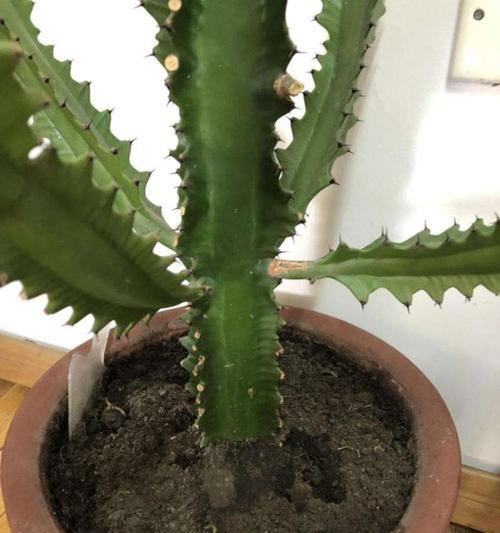 龙骨花的危害（了解龙骨花的毒性）